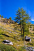 Valle di Rhemes, isolati larici